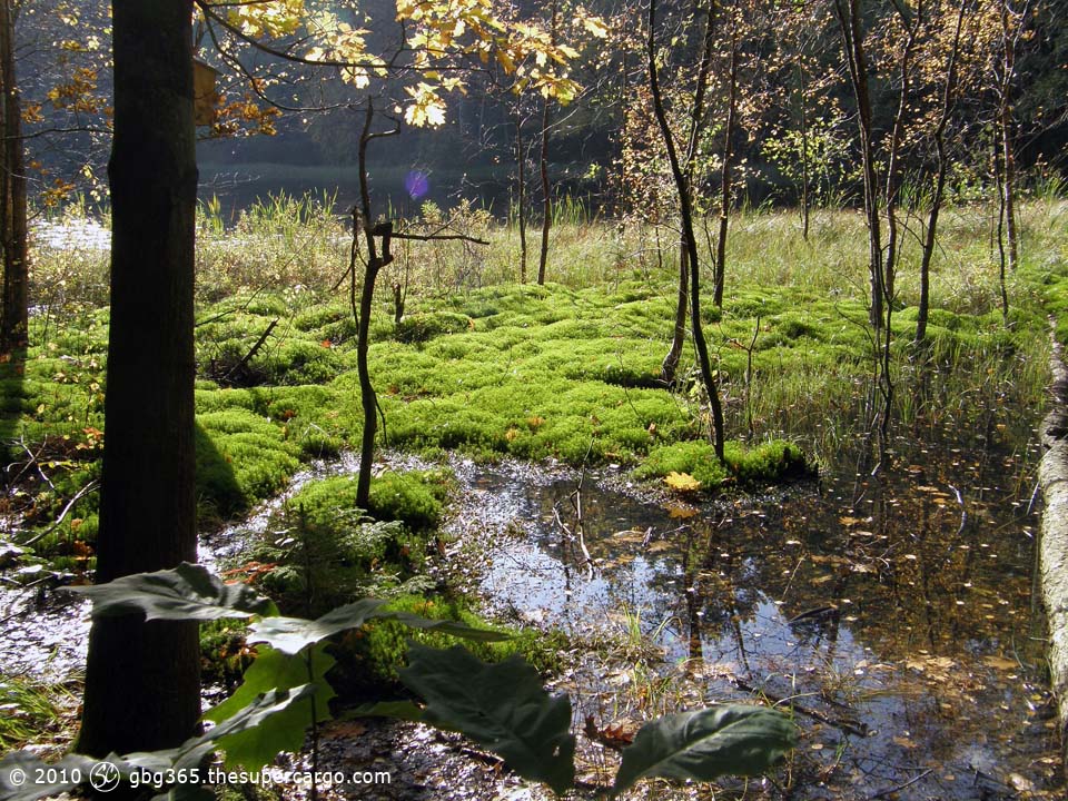 Autumn light over moss