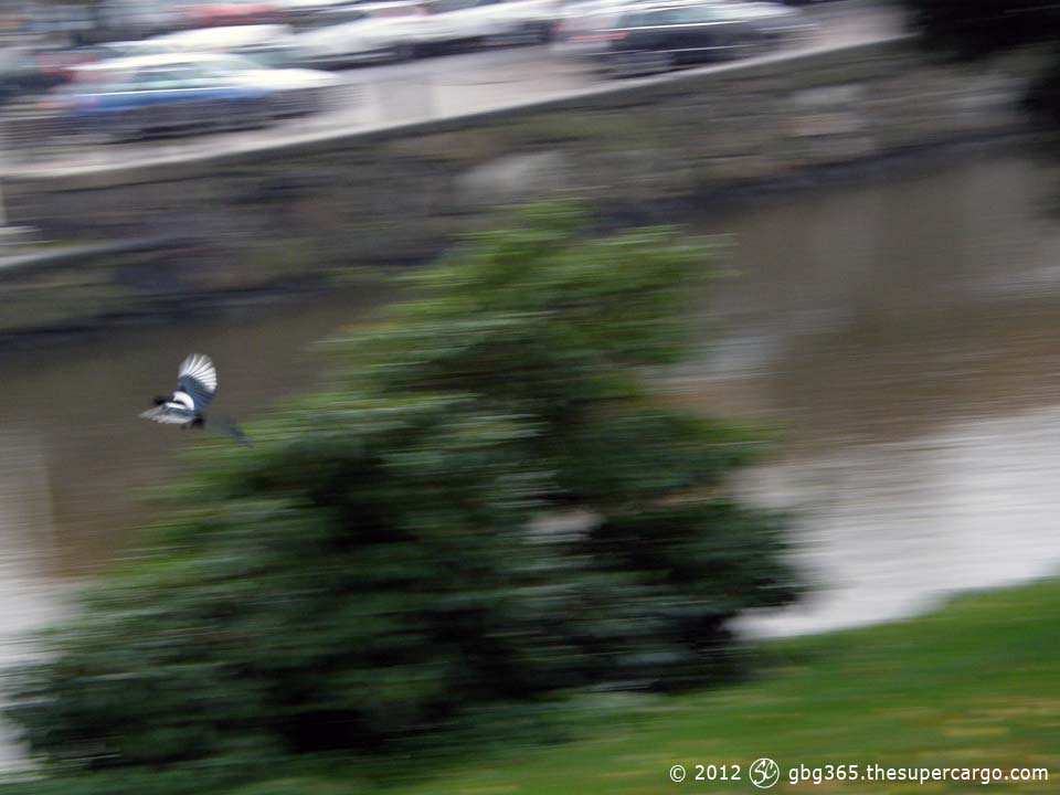 Motion-blurred photo of a magpie in flight