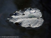 Floating leaf with water drops
