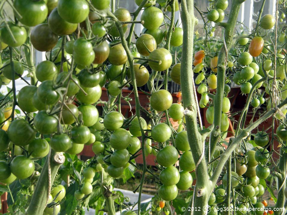 Green cherry tomatoes on the vine