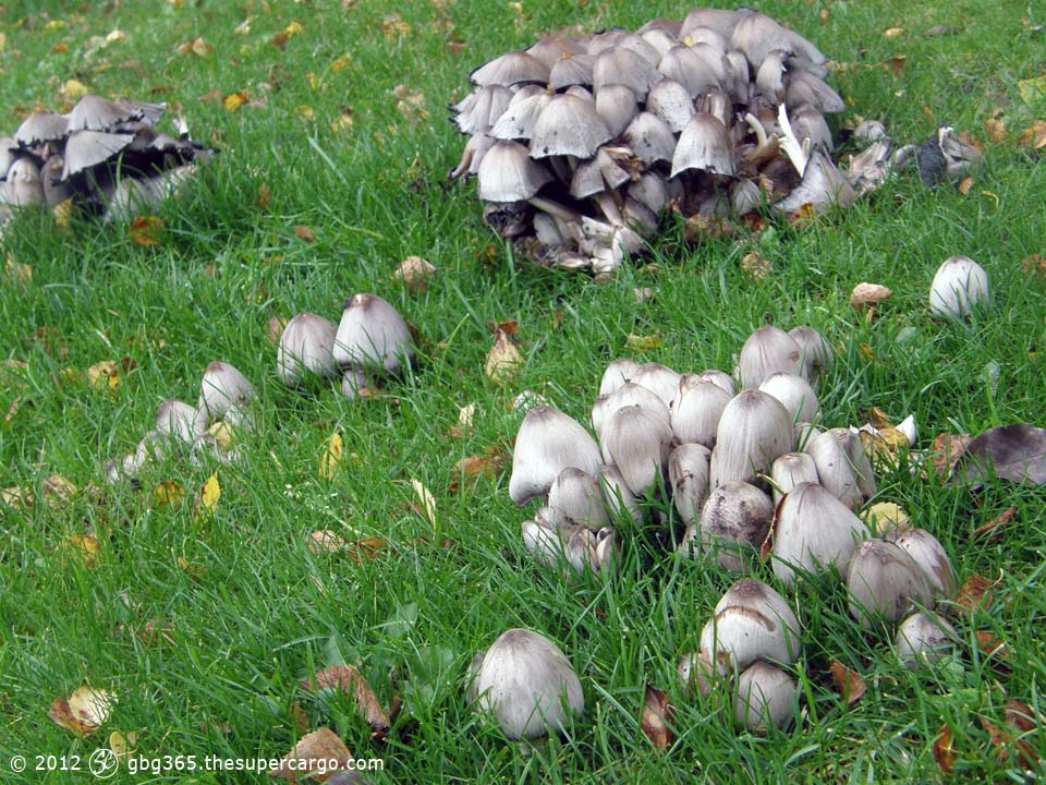 Masses of mushrooms