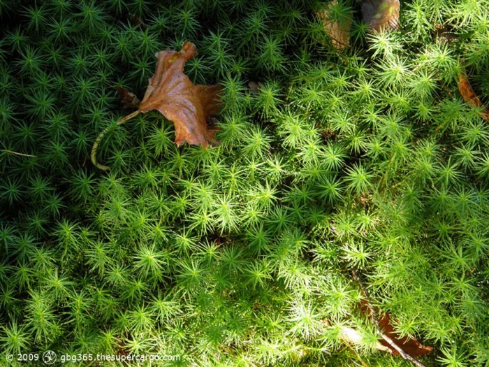 Moss and leaf