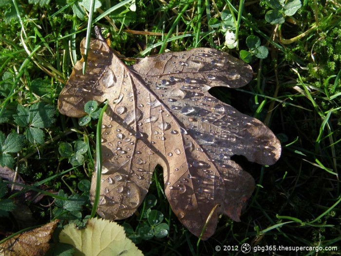 Water drops on oak leaf