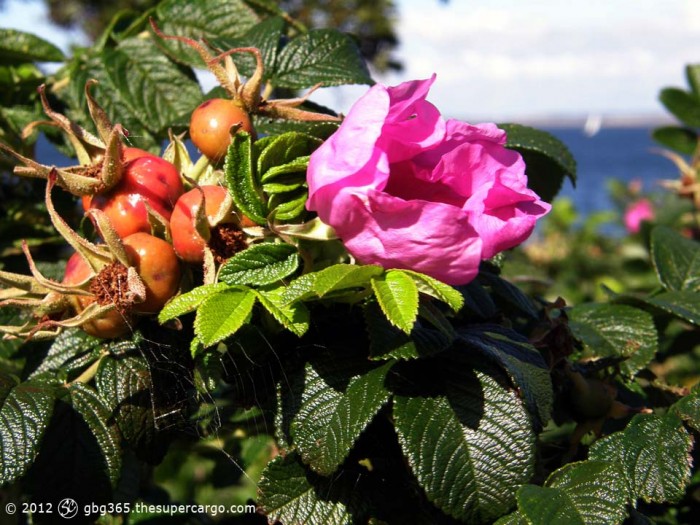 Briar rose with rose hips against the sea