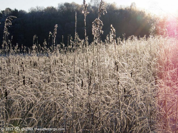 Frozen reeds against the sun