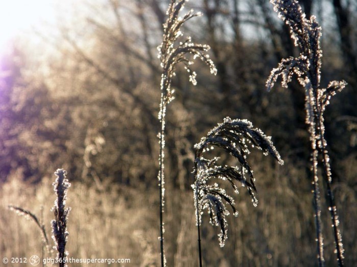 Frozen reeds reaching