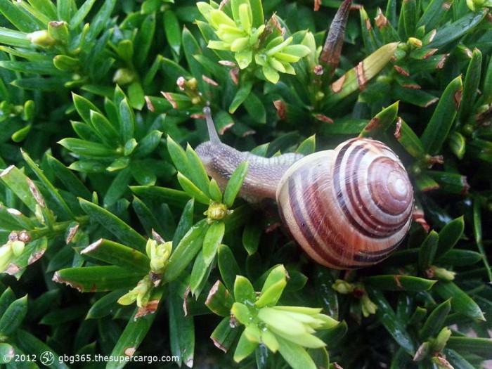 Snail on the privet