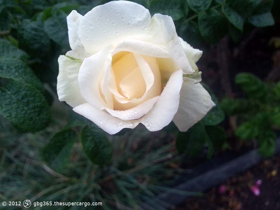 White rose in the rain