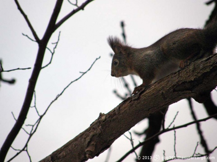 Curious squirrel