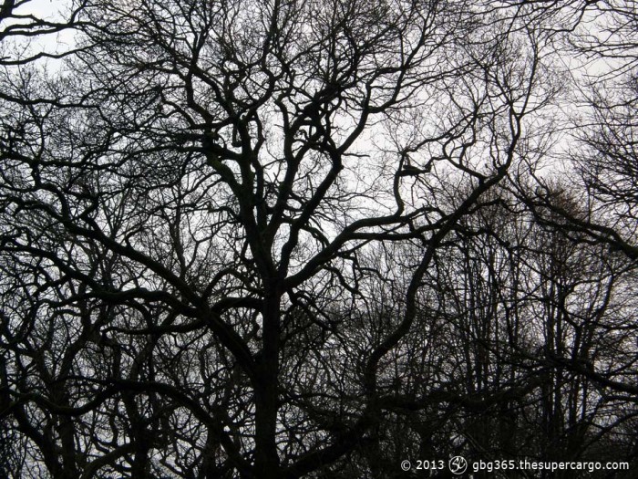 Winter oak branches against the sky
