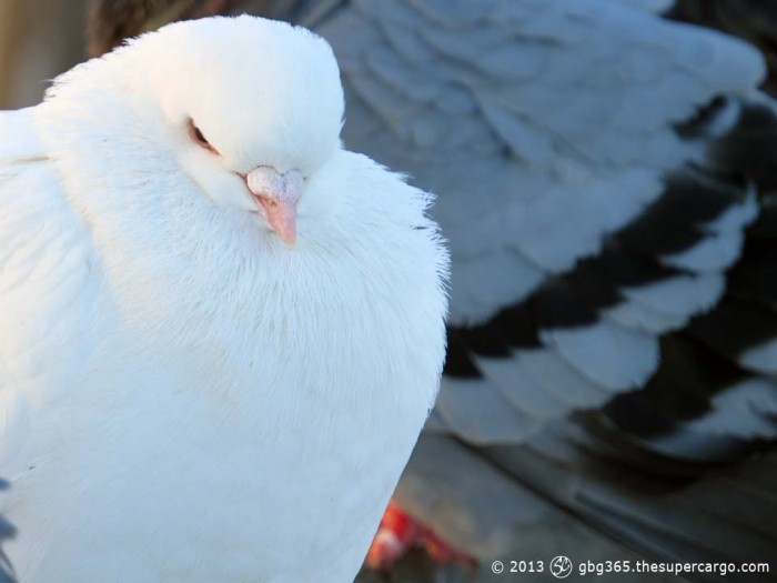 Albino pigeon