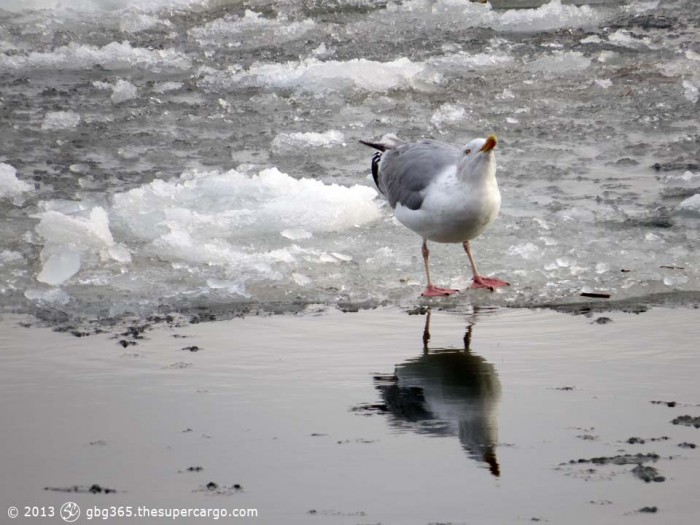 Drinking gull