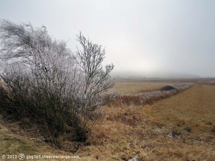 Frosted hedgerow