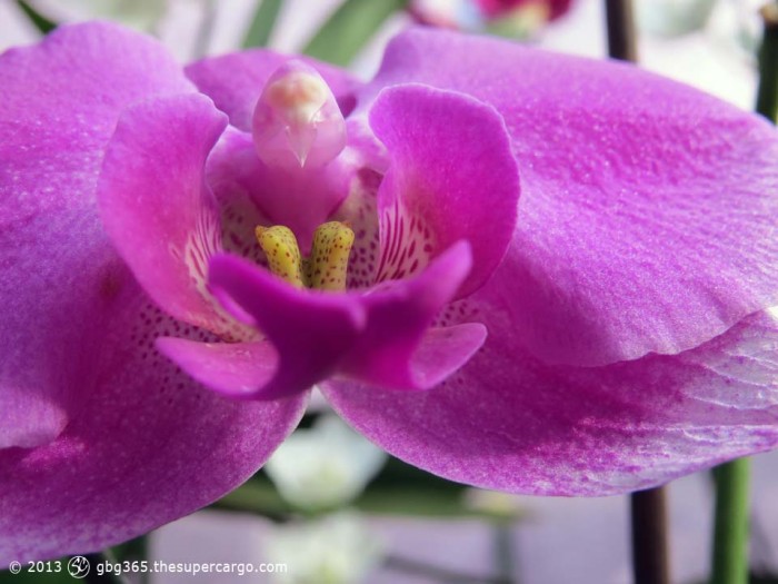 Orchid macro - lilac