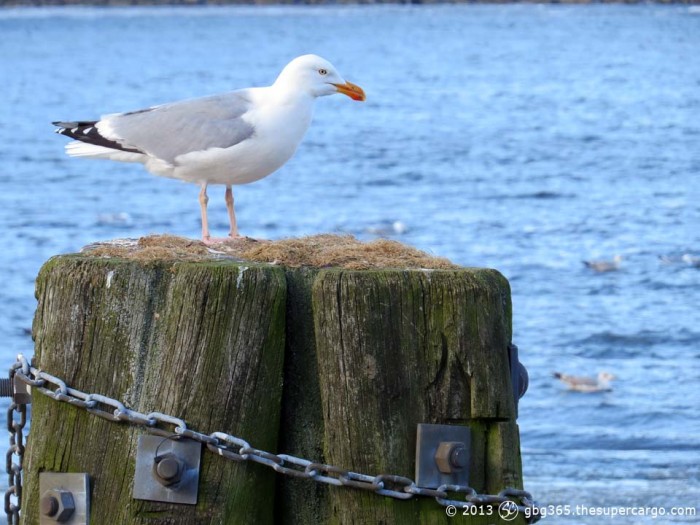 Seagull on guard