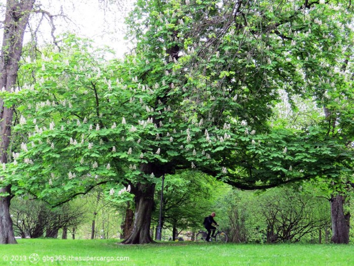 Blooming chestnut