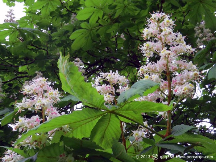 Chestnut flowers