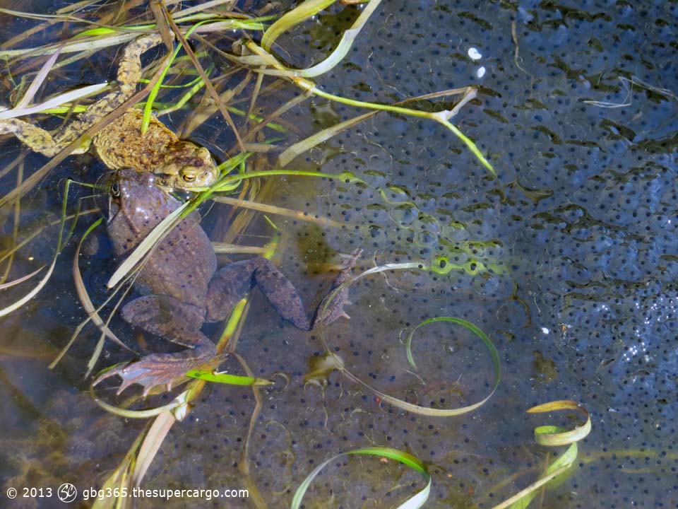 Frogs and frogspawn