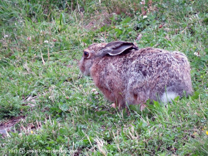 City hare