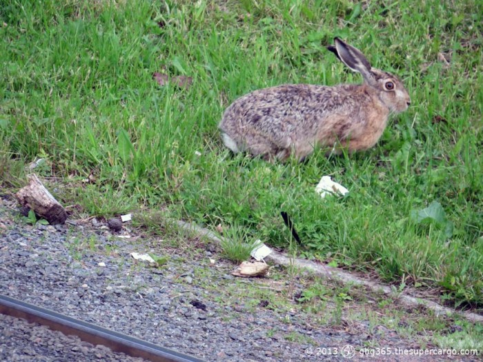 City hare by the tracks