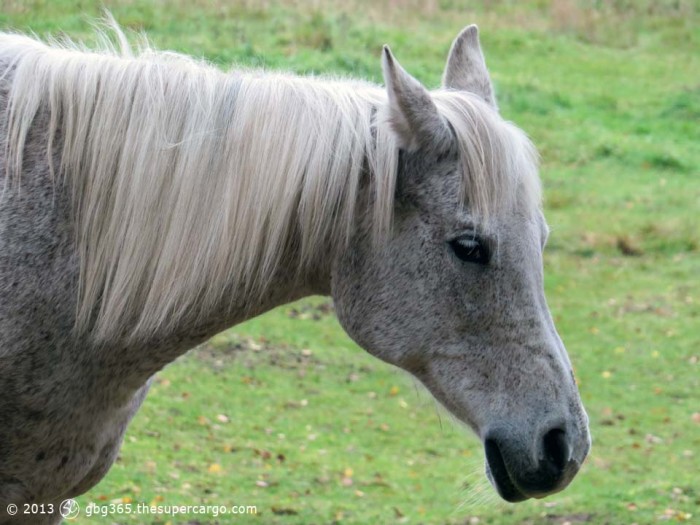 Dappled grey