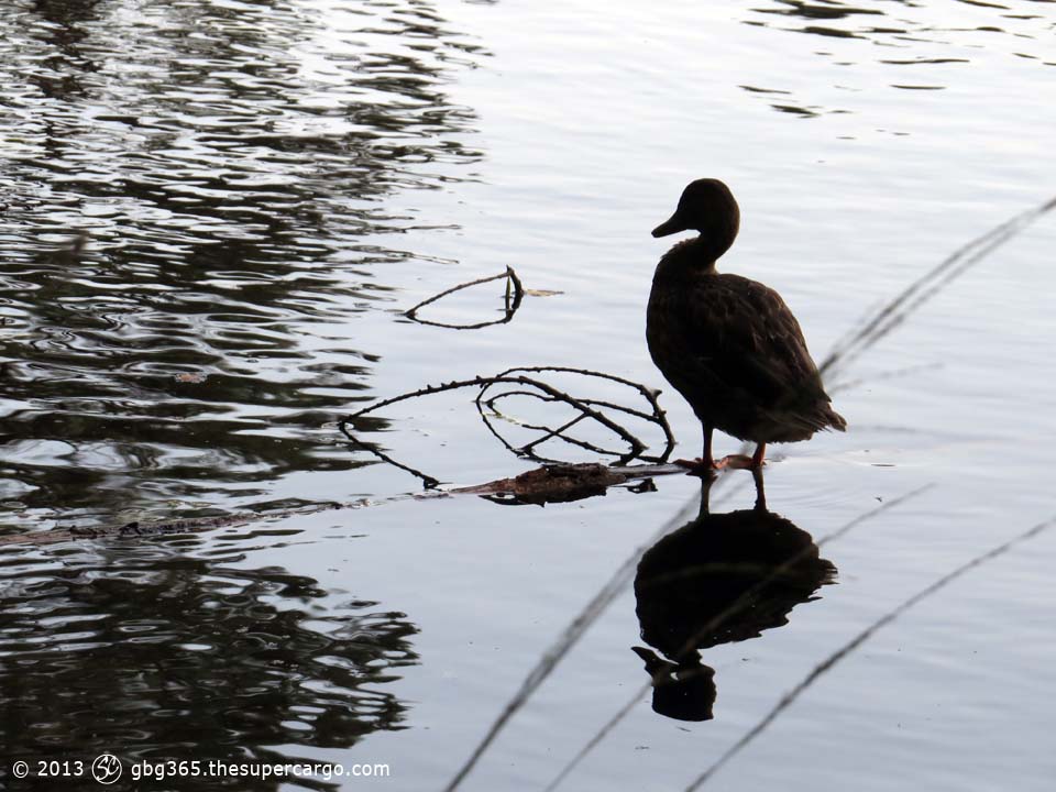 Slätta duck standing - morning light