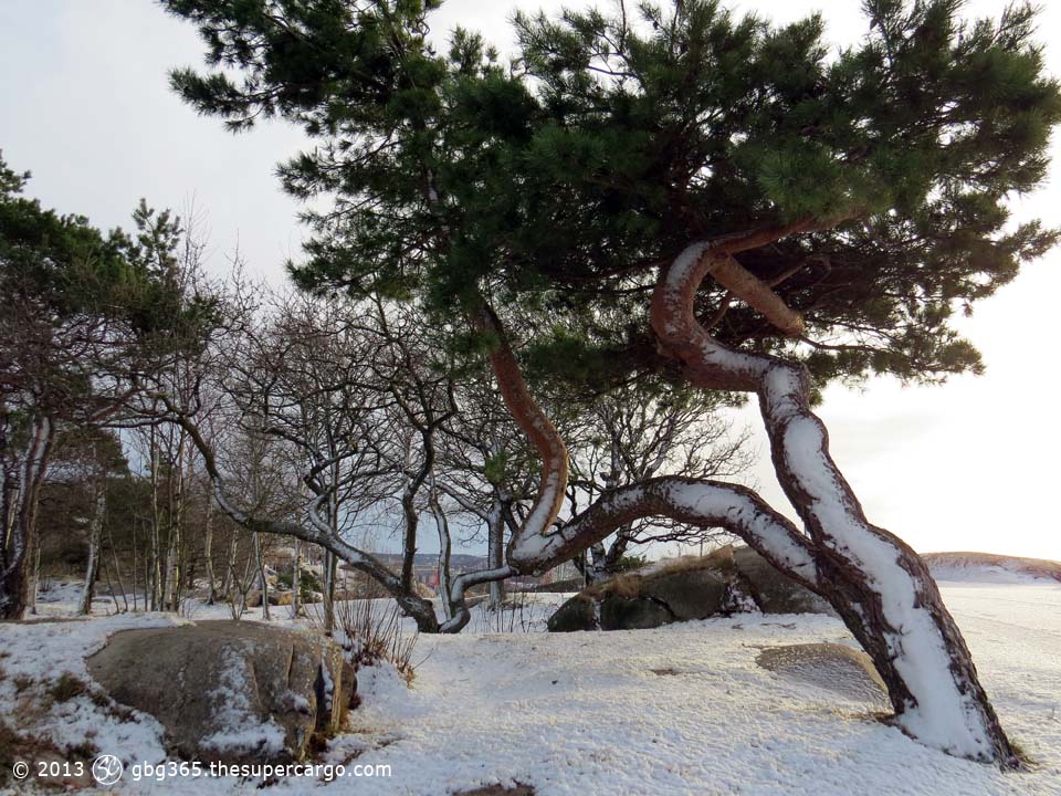 Snow on pine trunks