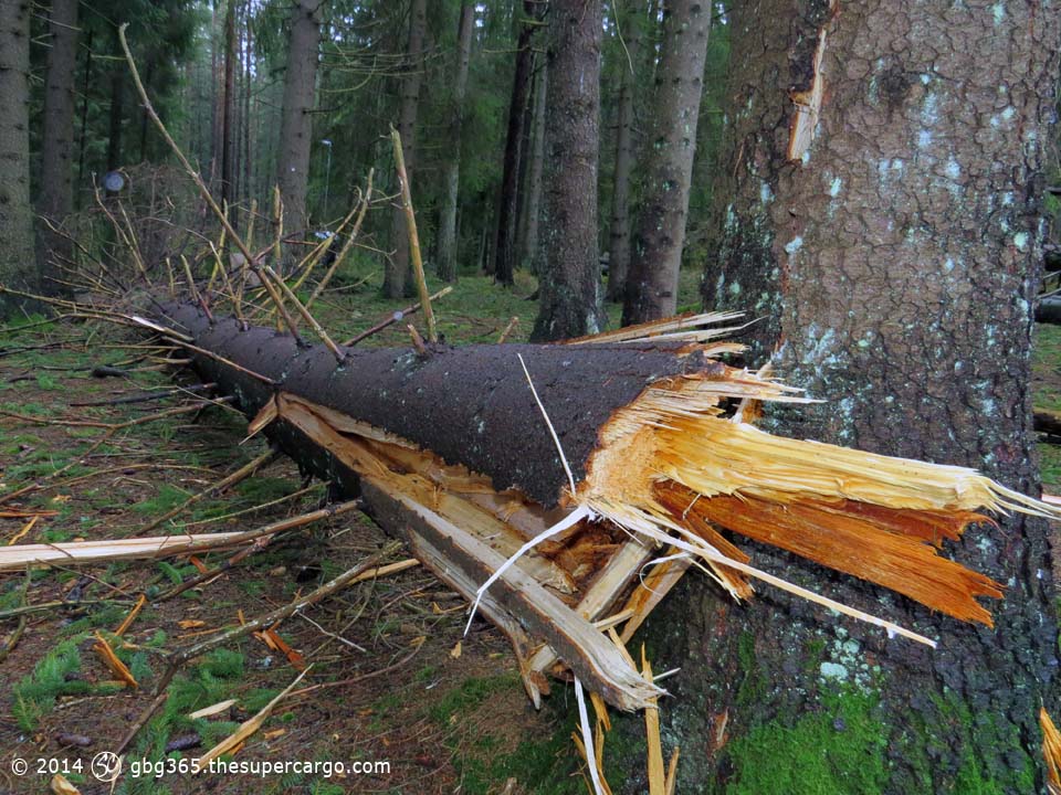 Storm splintered pine