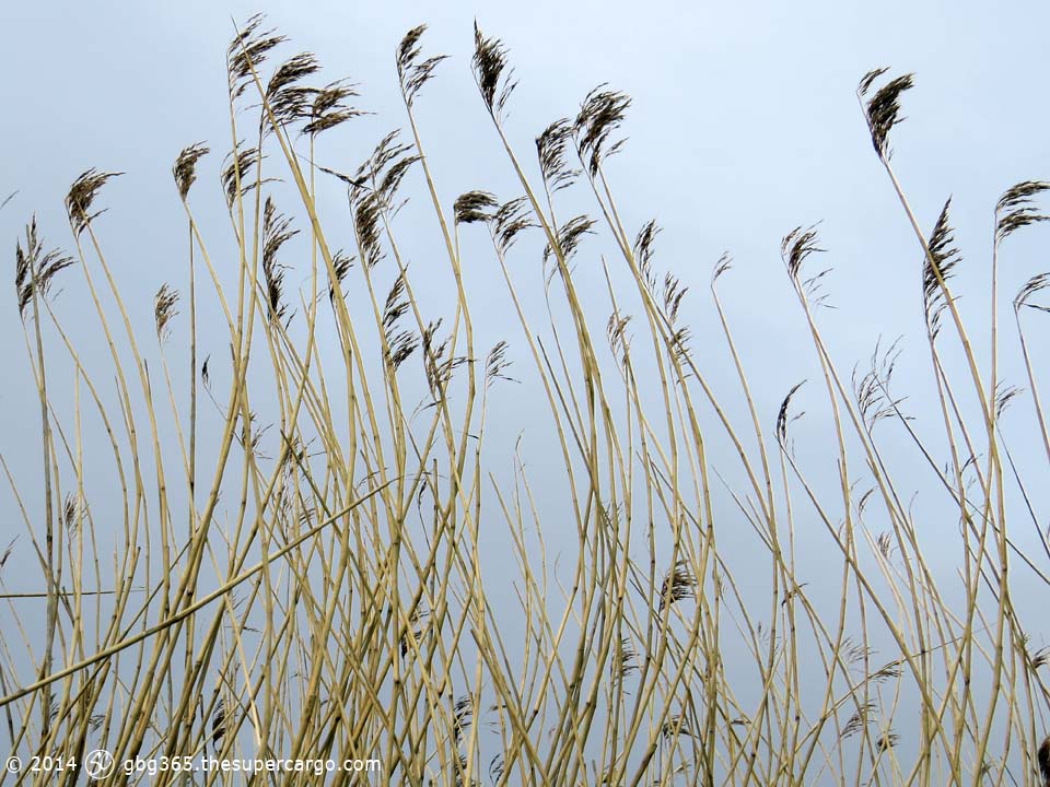 Dry reeds 2