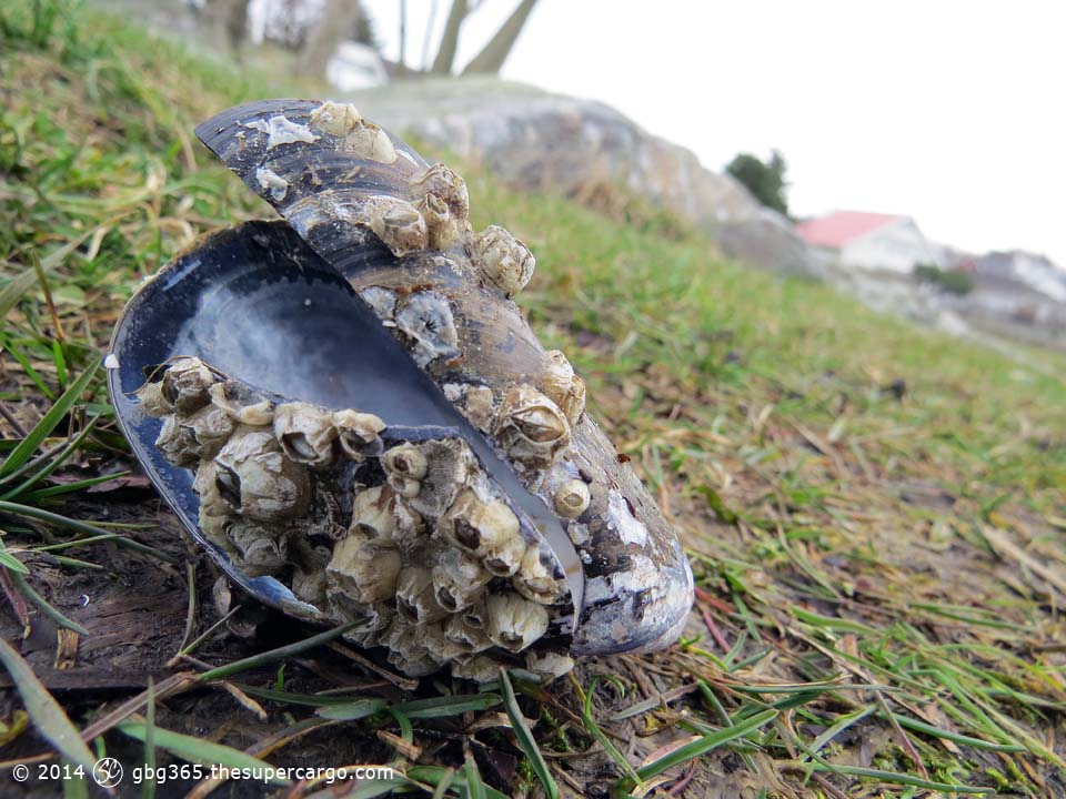 Mussel shell with barnacles