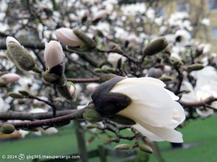 Flowering magnolia in the rain