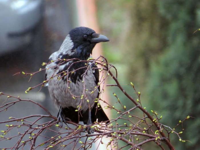 Bedraggled crow