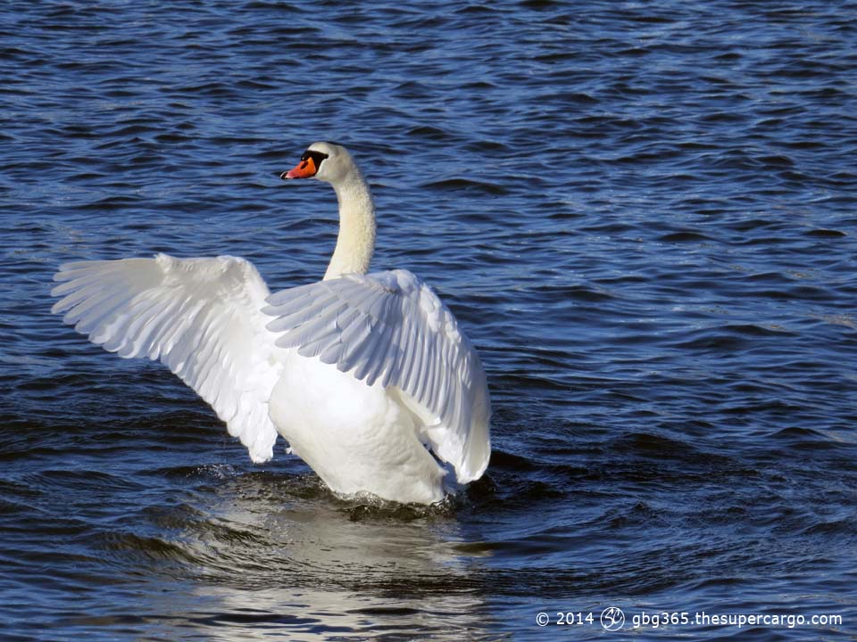 Swan stretching its wings