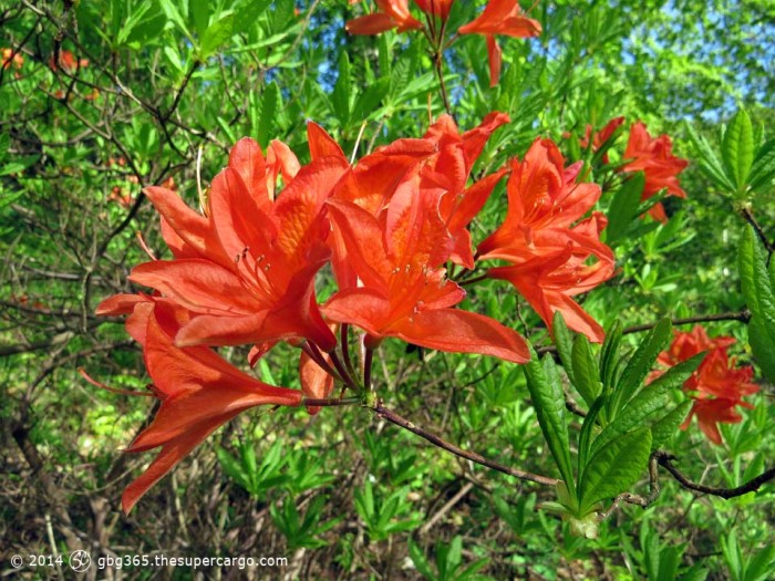 Azalea flowers orange
