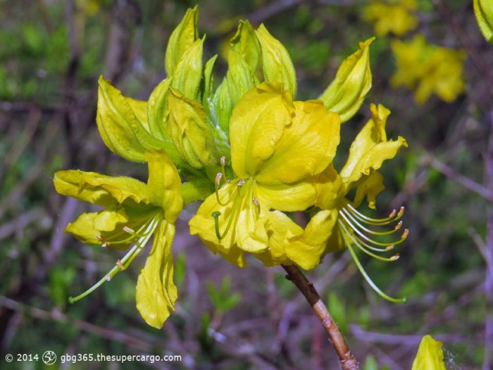 Azalea flowers yellow