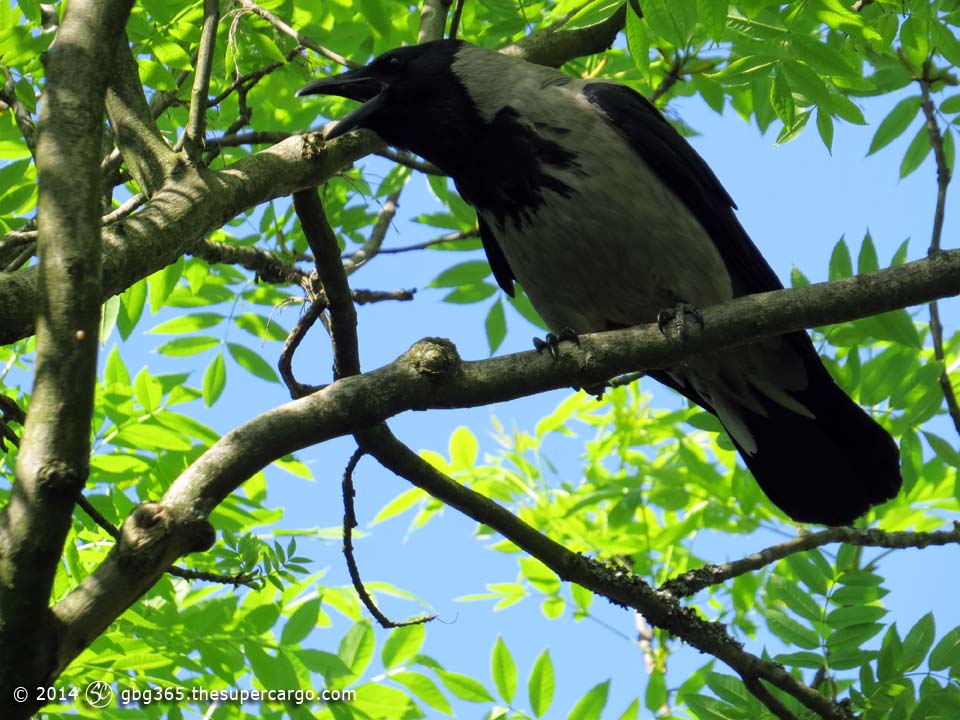 Caw-caw the carrion crow